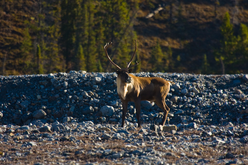 Caribou